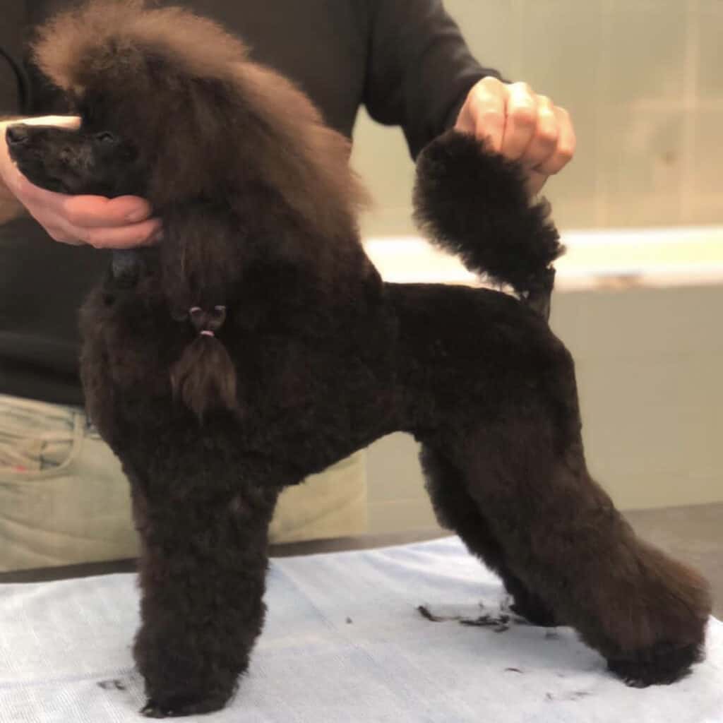 SMASH JP SAMAOH (ACHIKO) – papà della cucciolata, Allevamento Alma Lady