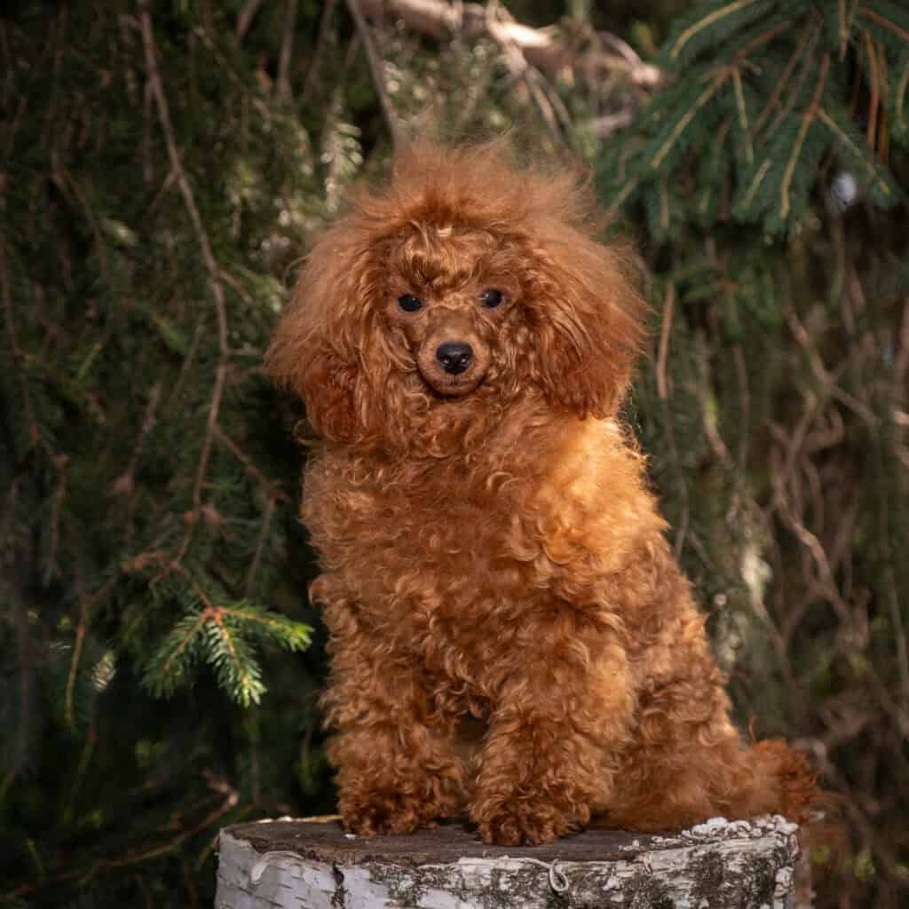 daytona breeding fawn poodle