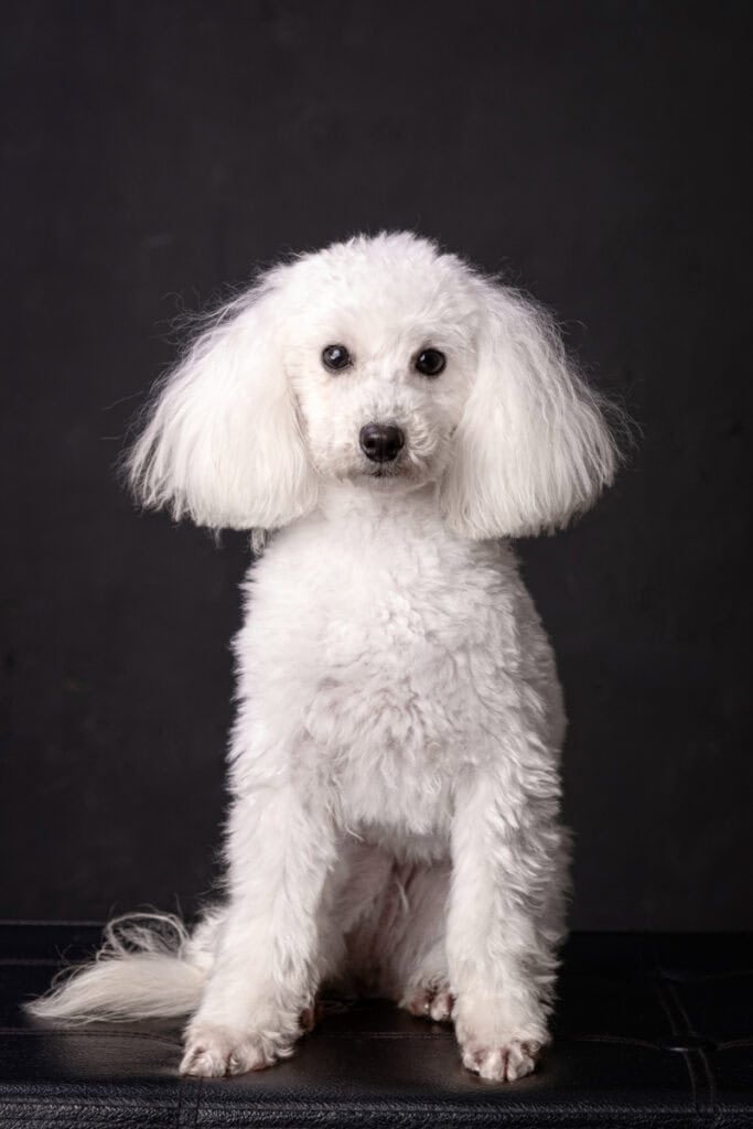 BARBONE BIANCO