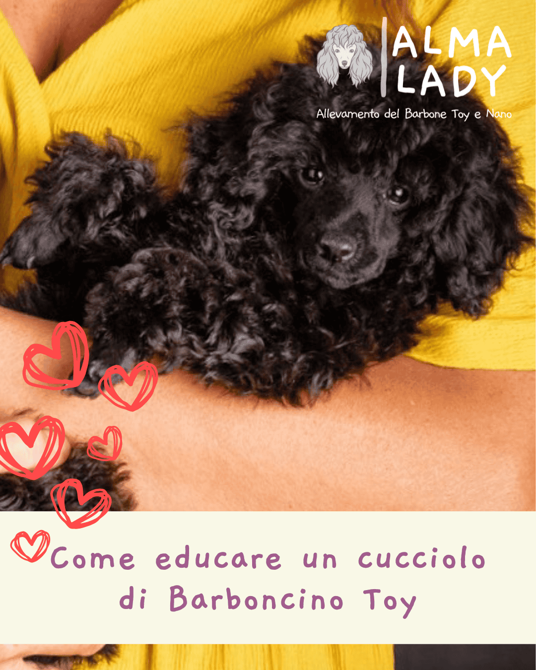 COME EDUCARE UN CUCCIOLO DI BARBONCINO TOY