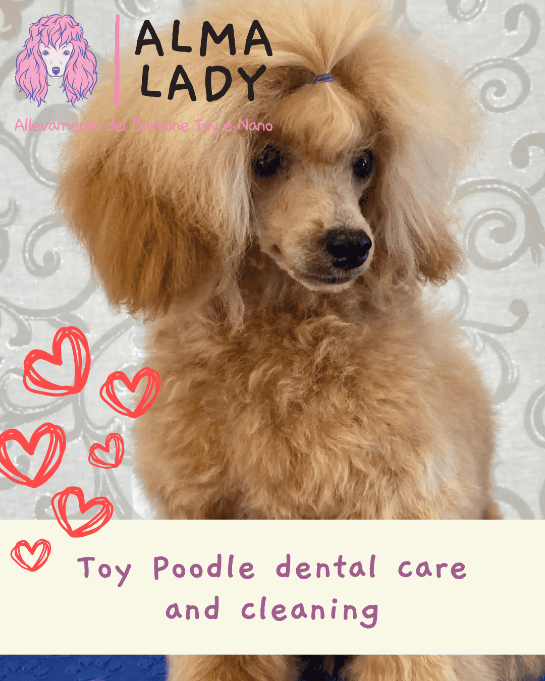Toy Poodle dental care