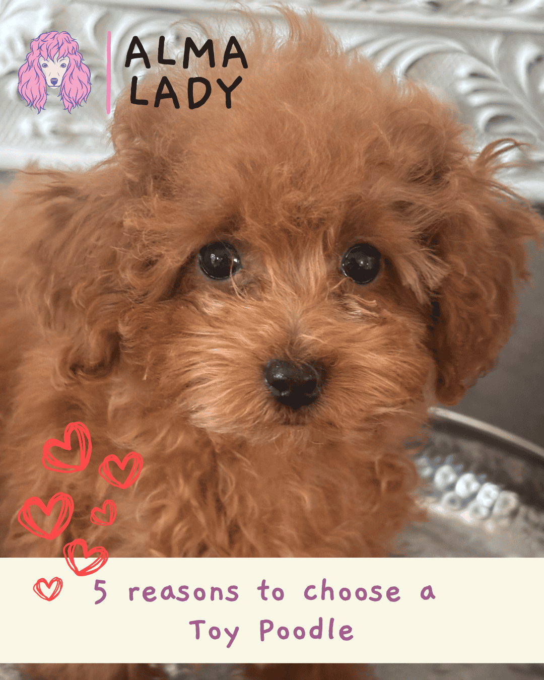 5 reasons to choose the toy poodle