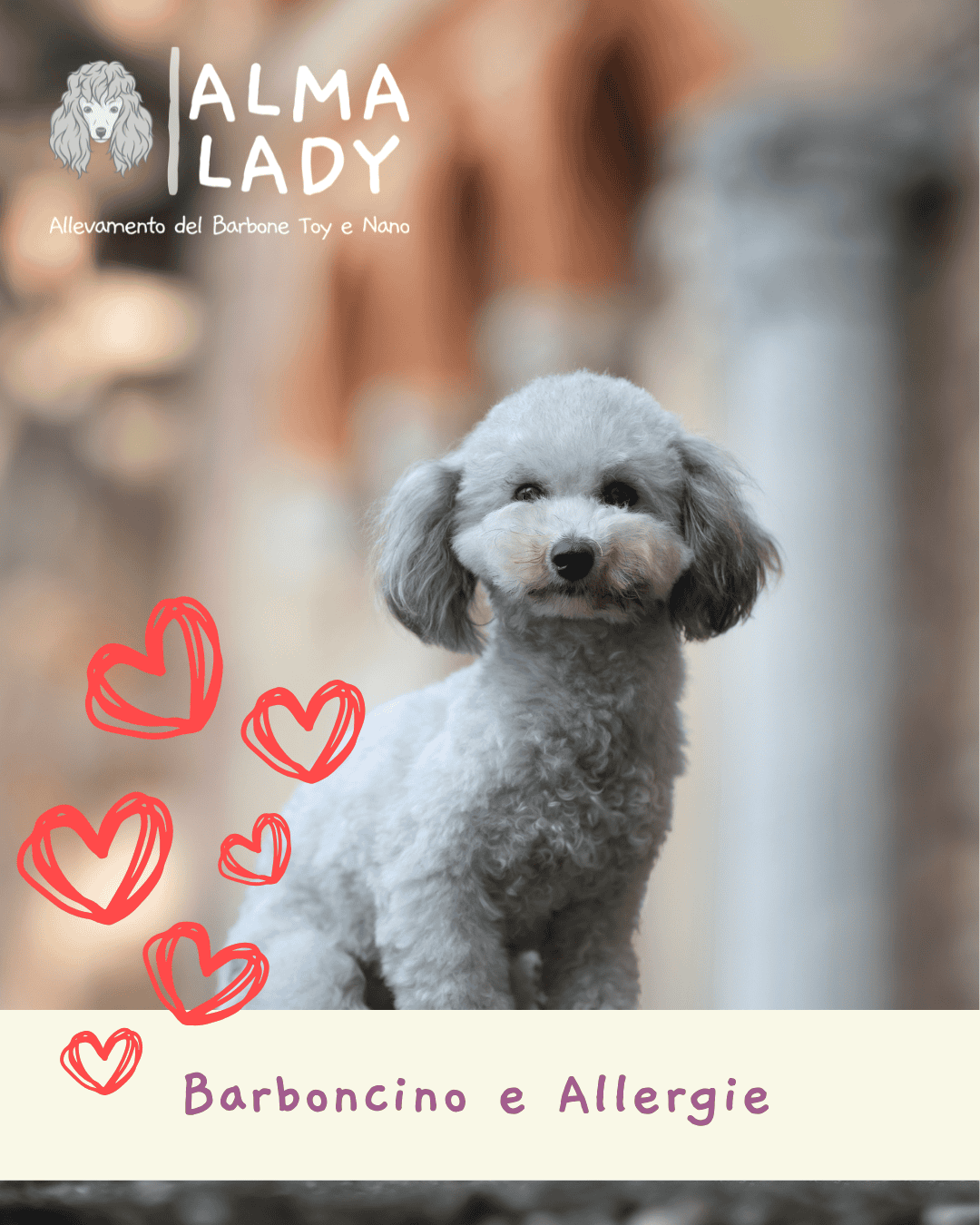 barboncino e allergie