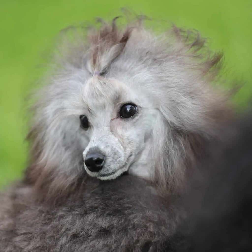 BARBONE GRIGIO