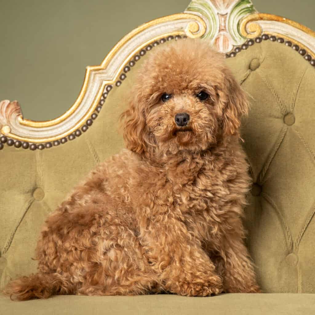 nikita-q miniature red poodle