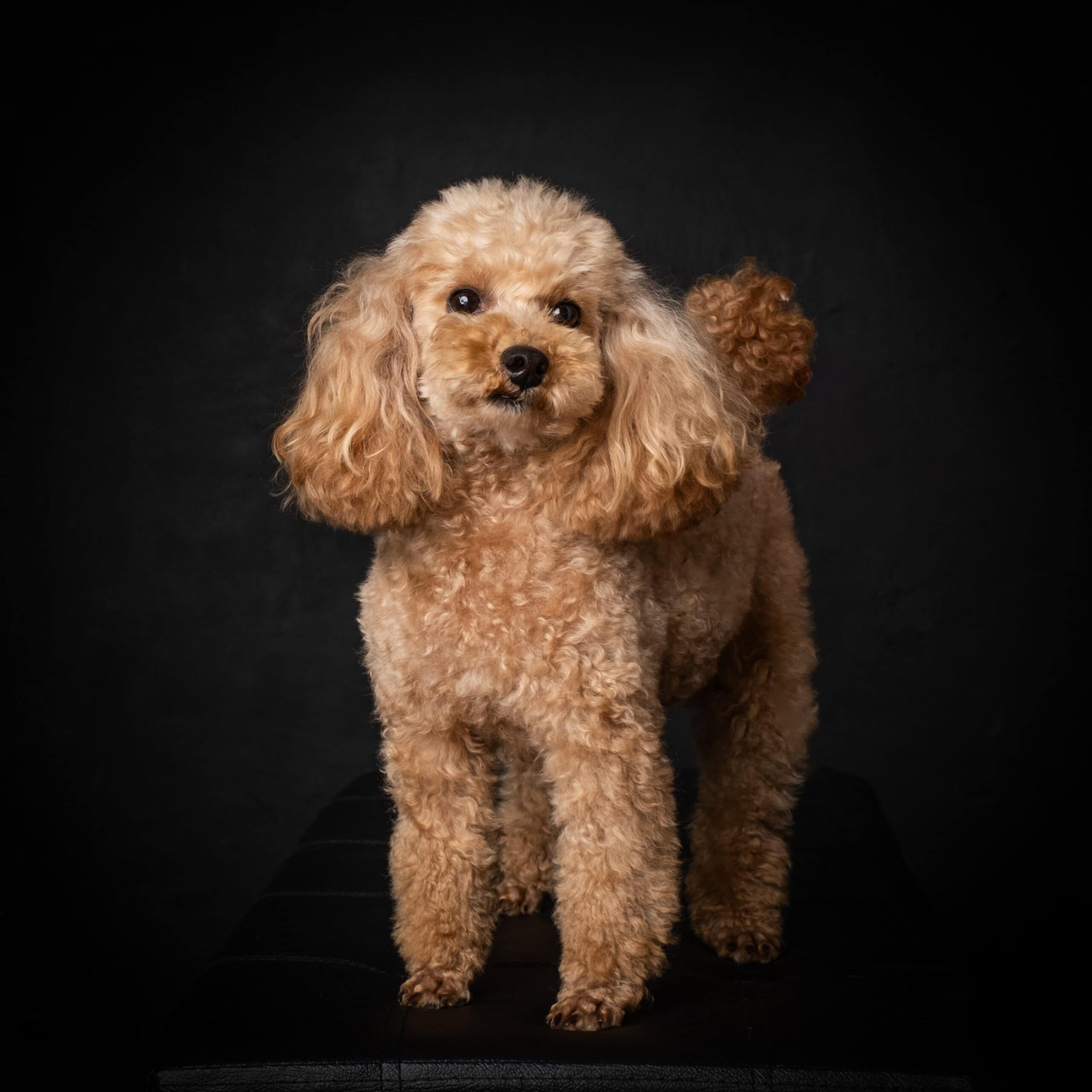 BARBONE TOY CHAMPAGNE