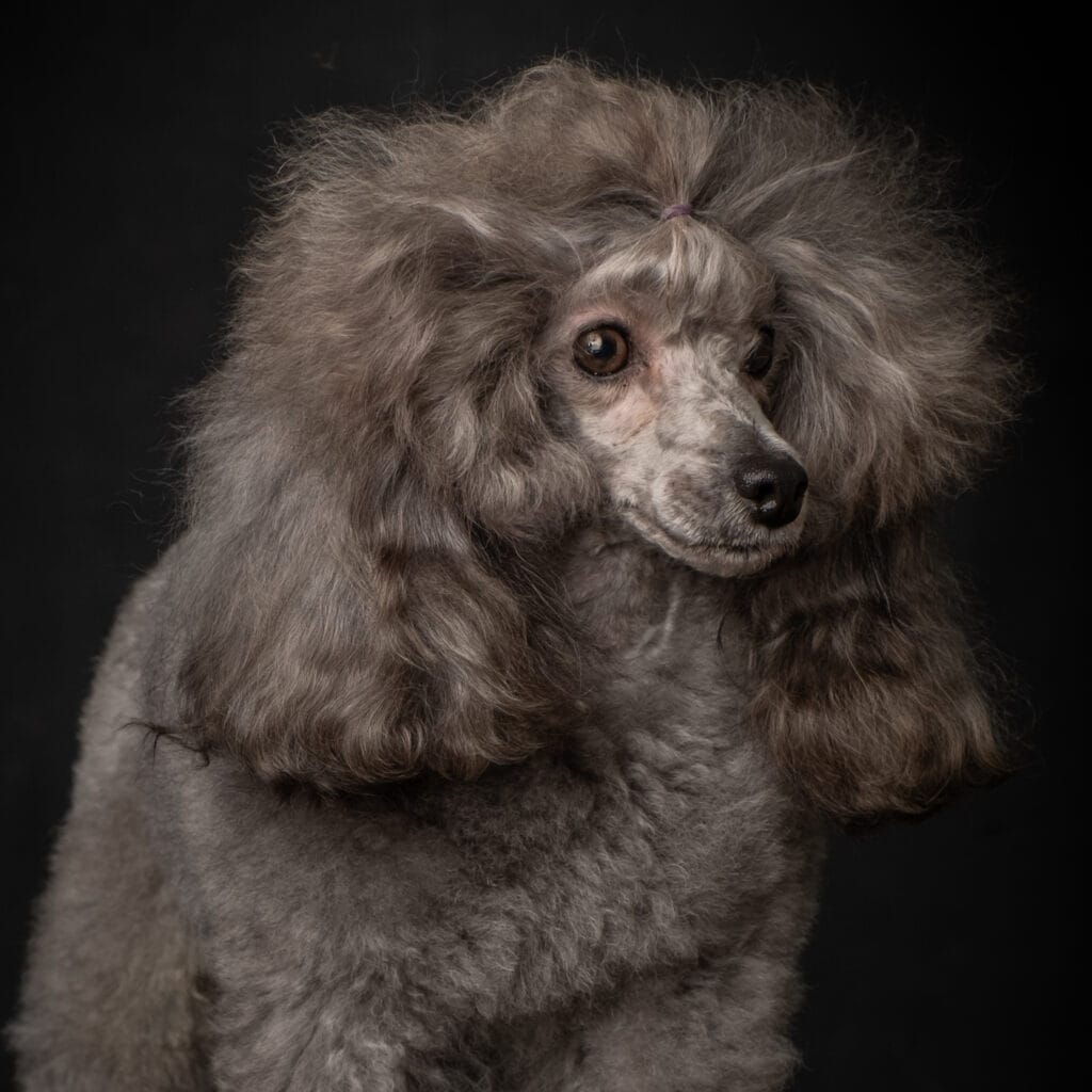 barboncino grigio