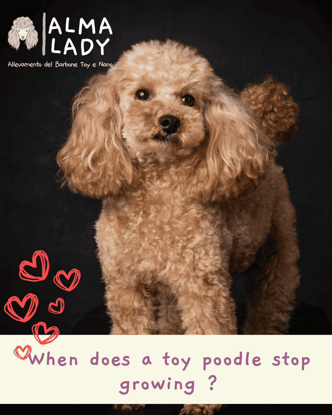 when doeas a toy poodle stop growing