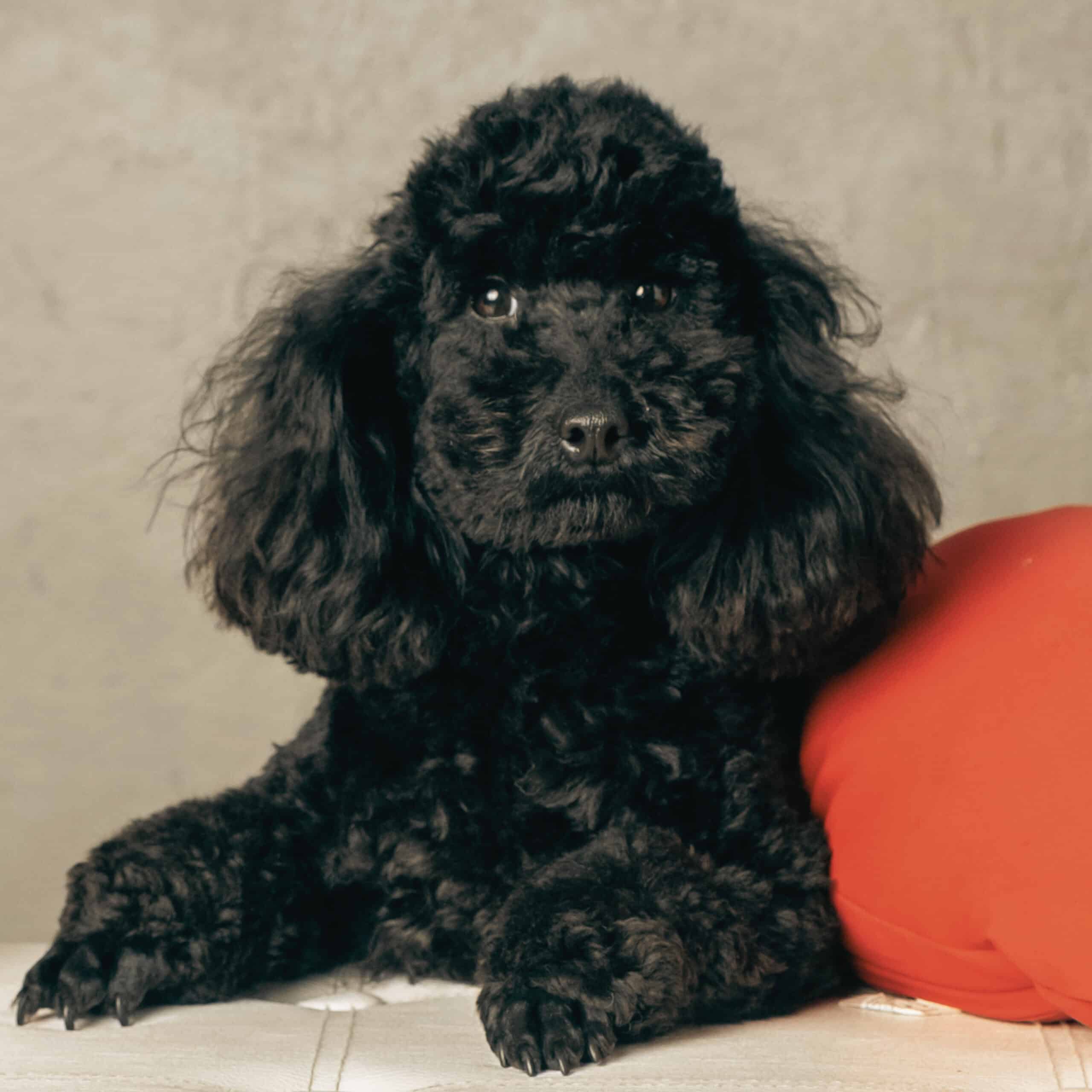 BARBONE NERO