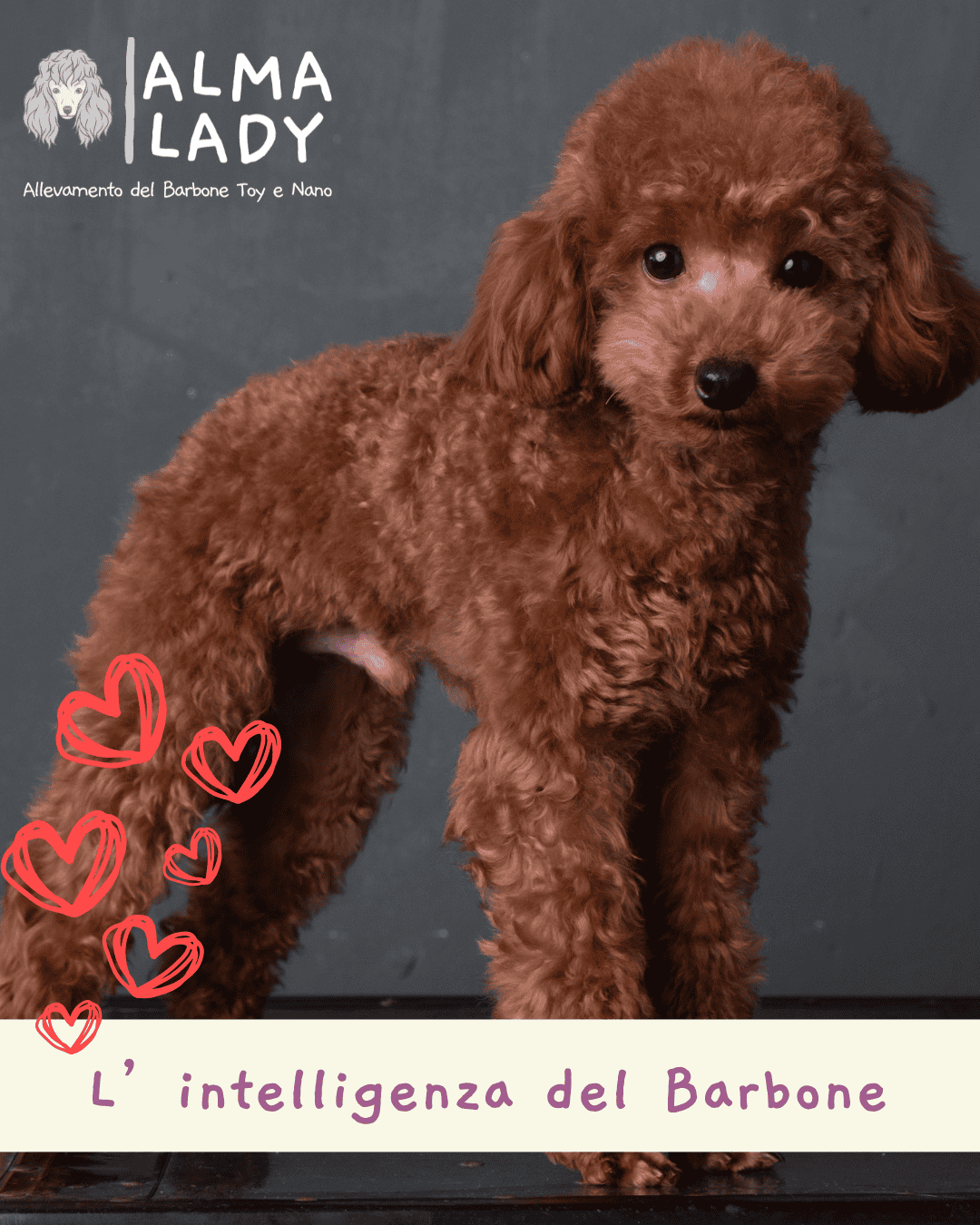 razza piu intelligente