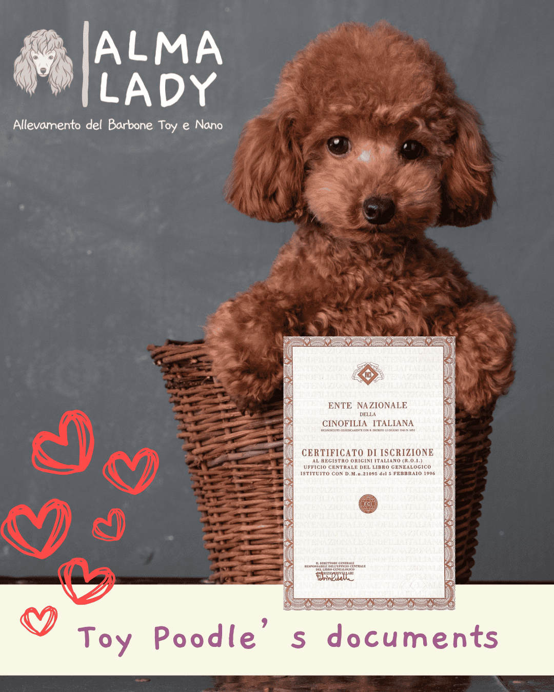 reputable toy poodle breeder